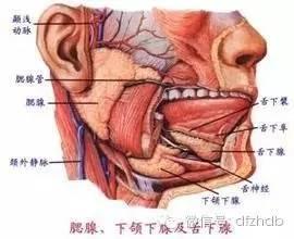 大人痄腮怎么快速治疗（痄腮的治疗这些偏方一定行）(2)