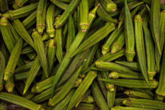 黄秋葵种植技术和方法（黄秋葵栽培技术）(6)