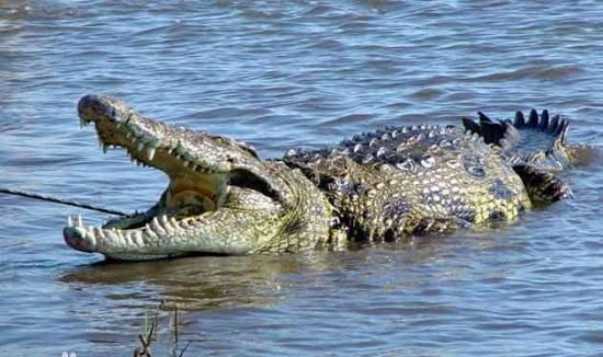 冬天睡觉的动物有什么,冬眠的小动物有哪些动物图11