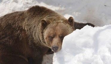 什么是冬天里天天睡觉的动物呢