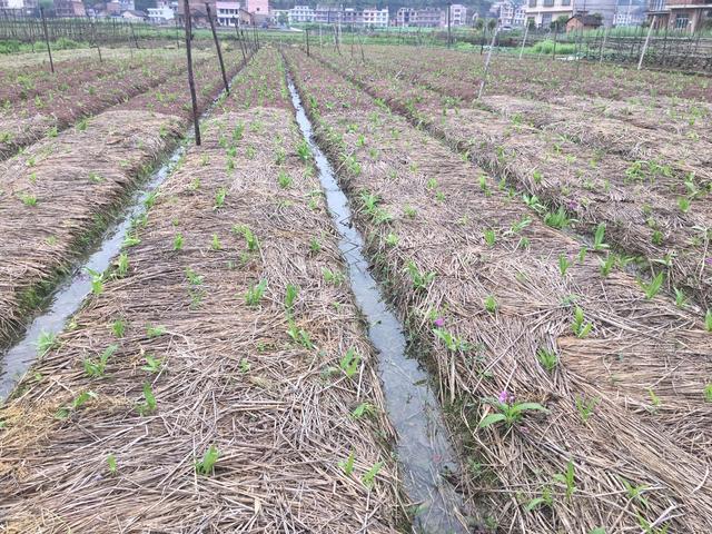 白芨怎么种植才好（学会4方面的技巧）(4)