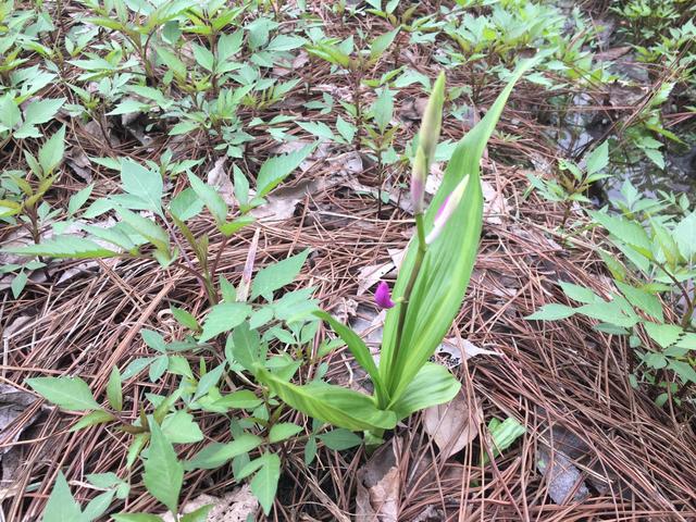 白芨怎么种植才好（学会4方面的技巧）(5)