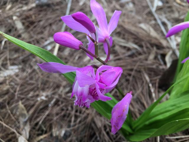 白芨怎么种植才好（学会4方面的技巧）(2)