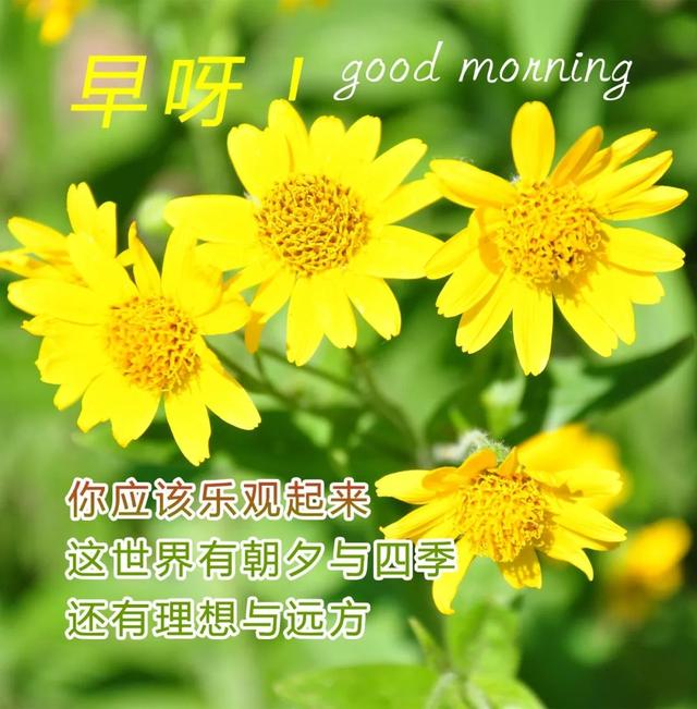 大家早上好健康的问候语（美丽的早晨轻声的问候）(4)