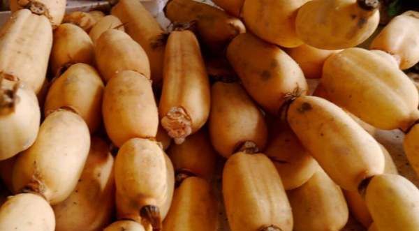 藕是莲的根,藕是荷花的根还是茎图4