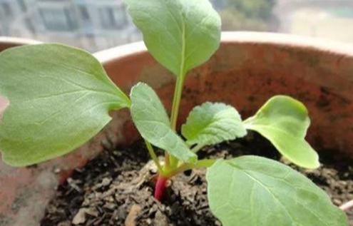 阳台种菜种植方法大全(3种超简单的盆栽蔬菜)(8)