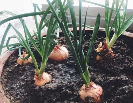 阳台种菜种植方法大全(3种超简单的盆栽蔬菜)(3)