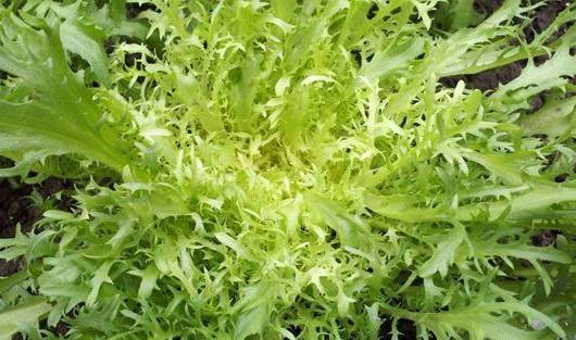 阳台种菜种植方法大全(3种超简单的盆栽蔬菜)(2)