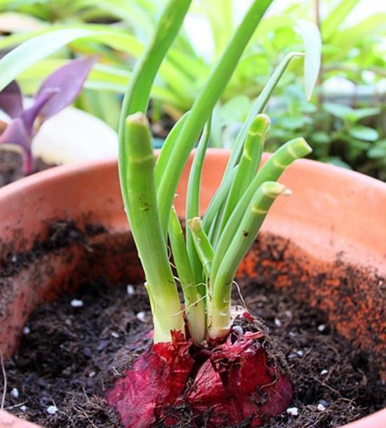 阳台种菜种植方法大全(3种超简单的盆栽蔬菜)(6)