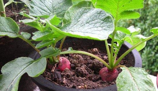 阳台种菜种植方法大全(3种超简单的盆栽蔬菜)(9)