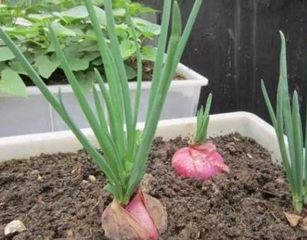 阳台种菜种植方法大全(3种超简单的盆栽蔬菜)(4)