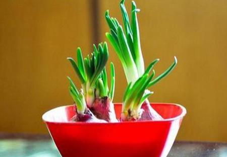 阳台种菜种植方法大全(3种超简单的盆栽蔬菜)(5)