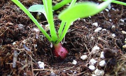 阳台种菜种植方法大全(3种超简单的盆栽蔬菜)(7)
