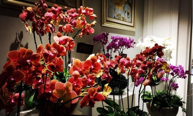 最漂亮的花店排名(最爱文艺范郑州最文艺的10家花店)(6)