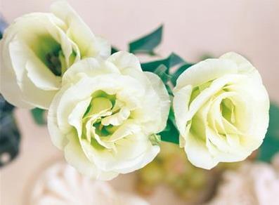 最漂亮的花店排名(最爱文艺范郑州最文艺的10家花店)(9)