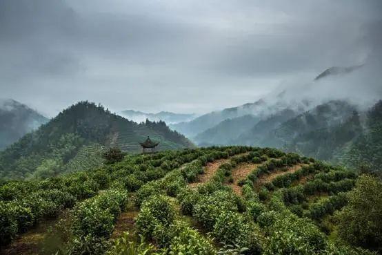 黄山毛峰茶叶简介（绿茶生长在天下第一奇山里的茶）(8)