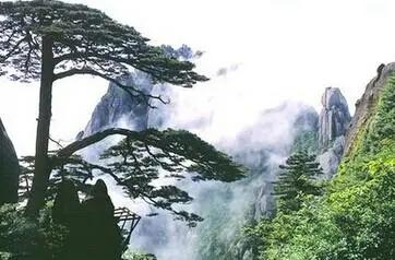 黄山毛峰茶叶简介（绿茶生长在天下第一奇山里的茶）(1)