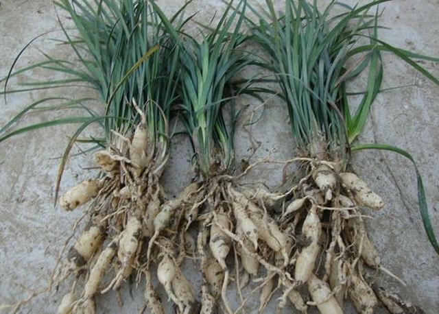 麦门冬的功效与作用（本草精荟麦冬的功效与应用）(3)