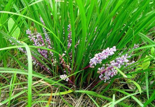 麦门冬的功效与作用（本草精荟麦冬的功效与应用）(4)
