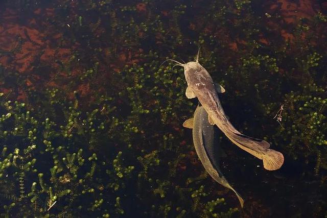 埃及塘鲺跟食人鲶鱼有什么区别（为何无人敢吃埃及塘鲺）(2)