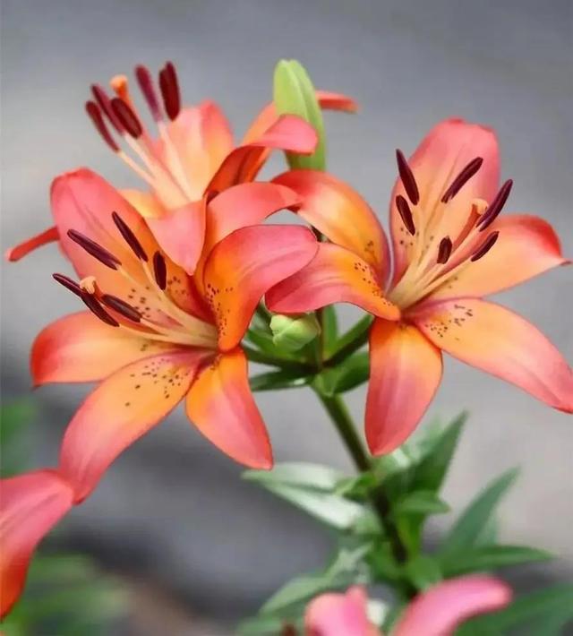 风流是一种态度(风流不代表下流)(7)