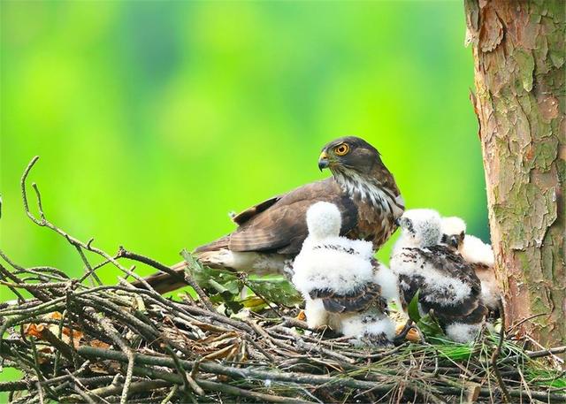 井底之蛙真假鉴别(小学生发现农夫山泉瓶身错印)(10)