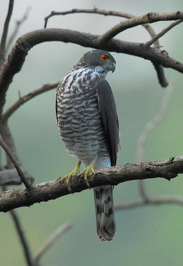 井底之蛙真假鉴别(小学生发现农夫山泉瓶身错印)(3)