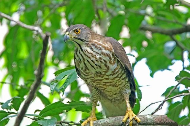 井底之蛙真假鉴别(小学生发现农夫山泉瓶身错印)(9)
