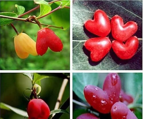 水果有哪些种类名称,水果名字大全图6