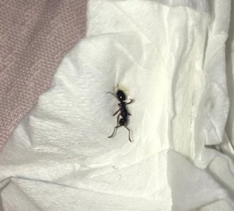 ​睡觉的床上有蚂蚁怎么处理,床上有蚂蚁怎么消灭掉