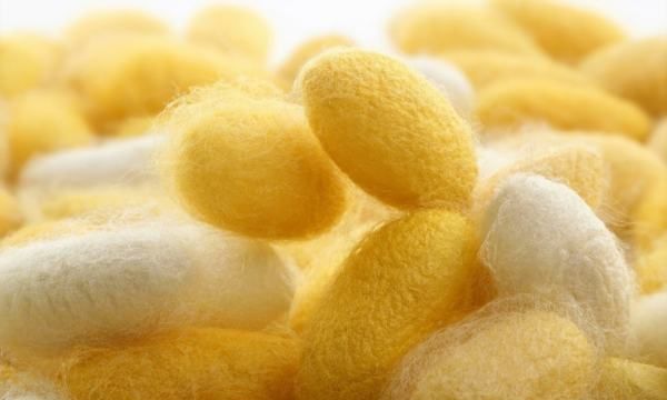 黄金蚕丝和白蚕丝区别,蚕茧黄色和白色的区别公母图2