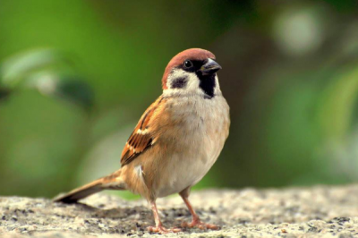 ​麻雀能活几年? 麻雀寿命5-10年，濒危动物（同27个物种）