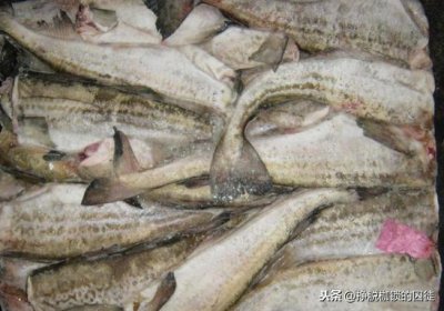 ​无头鱼是什么鱼（无头鱼的头长什么样子）