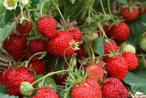 丹东美食，丹东的特色美食大碴子？图5