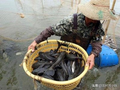 ​清道夫鱼对人类有什么危害（能吃垃圾的清道夫鱼）