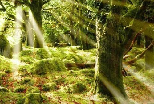 鹿柴的读音古诗带拼音,鹿柴古诗带拼音朗读图2