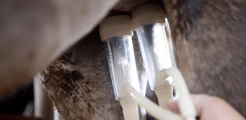 驴奶粉适合什么人喝