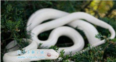 ​虬褫:传闻中被贬凡是间的龙 它和蛟褫有什么辨别?