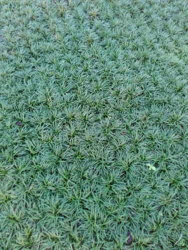 玉龙草的功效与作用（玉龙草有什么作用）