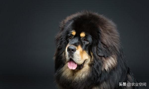 养藏獒养殖方法_正确饲养管理藏獒 养藏獒养殖方法_正确饲养管理藏獒