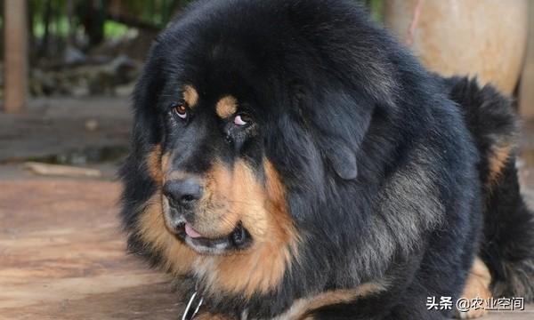 养藏獒养殖方法_正确饲养管理藏獒 养藏獒养殖方法_正确饲养管理藏獒