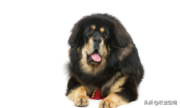 养藏獒养殖方法_正确饲养管理藏獒 养藏獒养殖方法_正确饲养管理藏獒