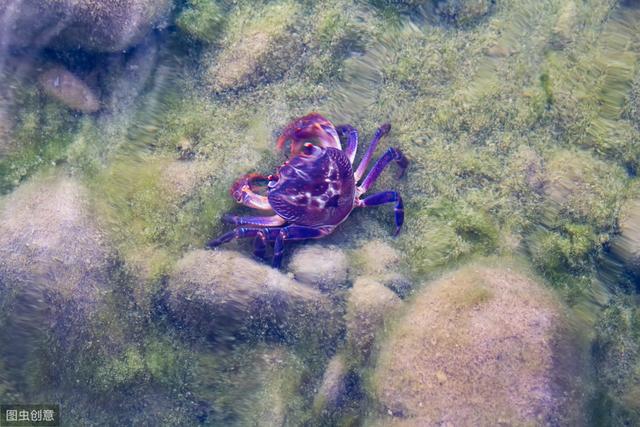 观赏淡水蟹都有哪些（建议收藏我国淡水蟹多达311种）(24)