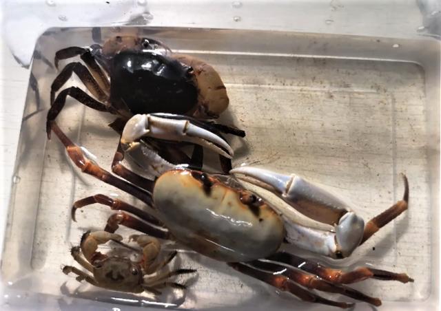 观赏淡水蟹都有哪些（建议收藏我国淡水蟹多达311种）(21)