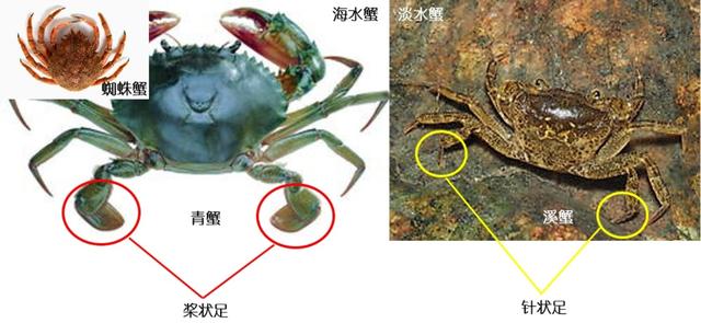 观赏淡水蟹都有哪些（建议收藏我国淡水蟹多达311种）(3)