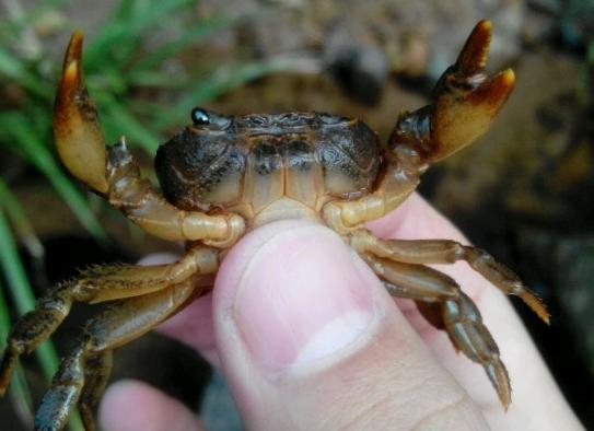 观赏淡水蟹都有哪些（建议收藏我国淡水蟹多达311种）(10)