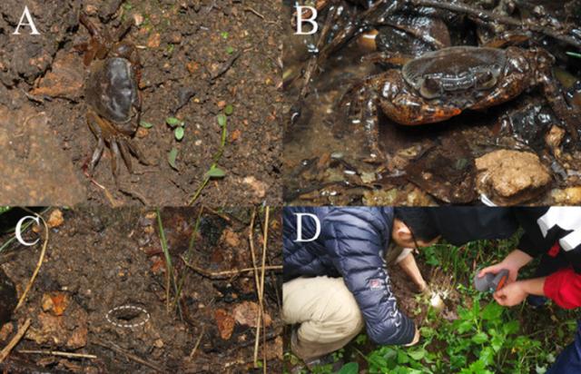 观赏淡水蟹都有哪些（建议收藏我国淡水蟹多达311种）(19)