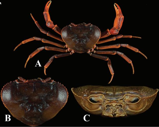 观赏淡水蟹都有哪些（建议收藏我国淡水蟹多达311种）(15)