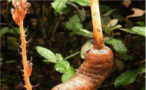 天麻的功效与作用,天麻的功效与作用图5