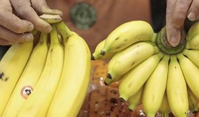 香蕉和芭蕉的区别，芭蕉和香蕉的区别？图6